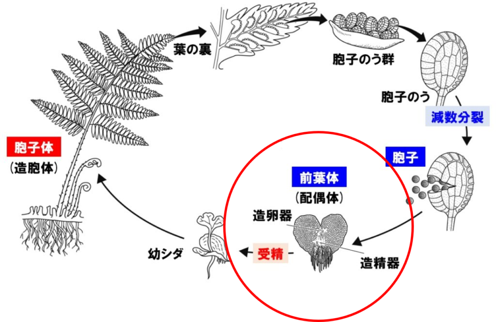 リドレイを増やしてみよう 0 1日目 リドレイ Platycerium Ridleyi の前葉体 胞子体培養記録 Green Neo Soul