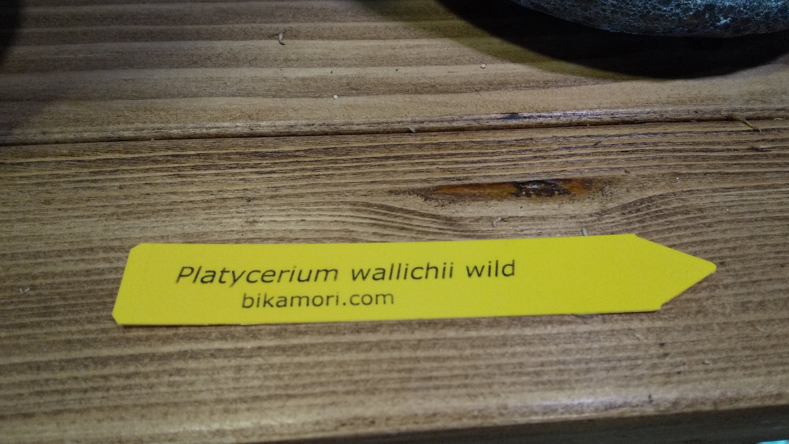 ビカクシダ ワリチー Platycerium wallichii の胞子 種子 新素材新作