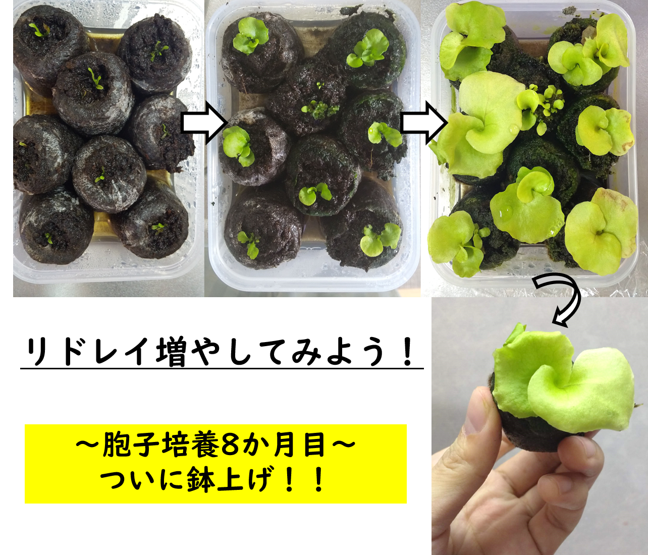 正規通販 ビカクシダ リドレイ胞子培養株⑤ 植物/観葉植物