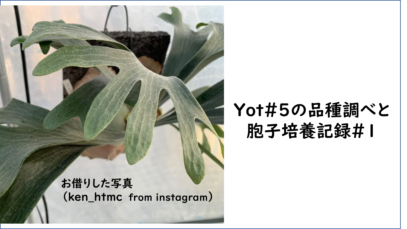 ビカクシダ P.Yot＃5(ヨット＃5)の品種調べと胞子培養記録（2021.9.20