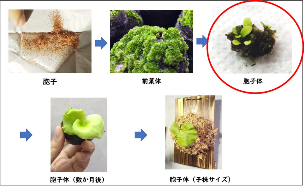 ビカクシダ リドレイ胞子培養株⑤ - 植物/観葉植物