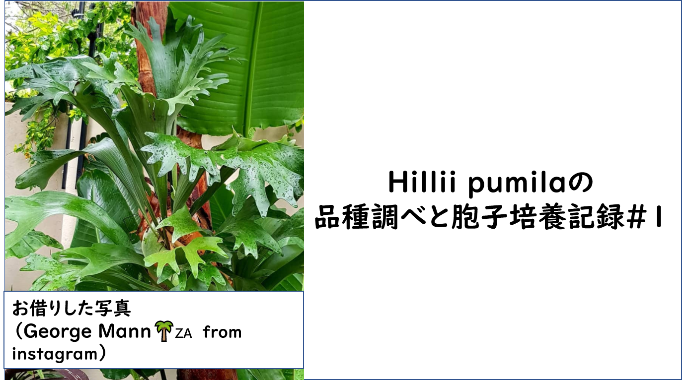 ビカクシダ P.Hillii pumila(ヒリー プミラ）という品種調べと胞子培養の記録（2021.8.1～更新中） | Green Neo Soul