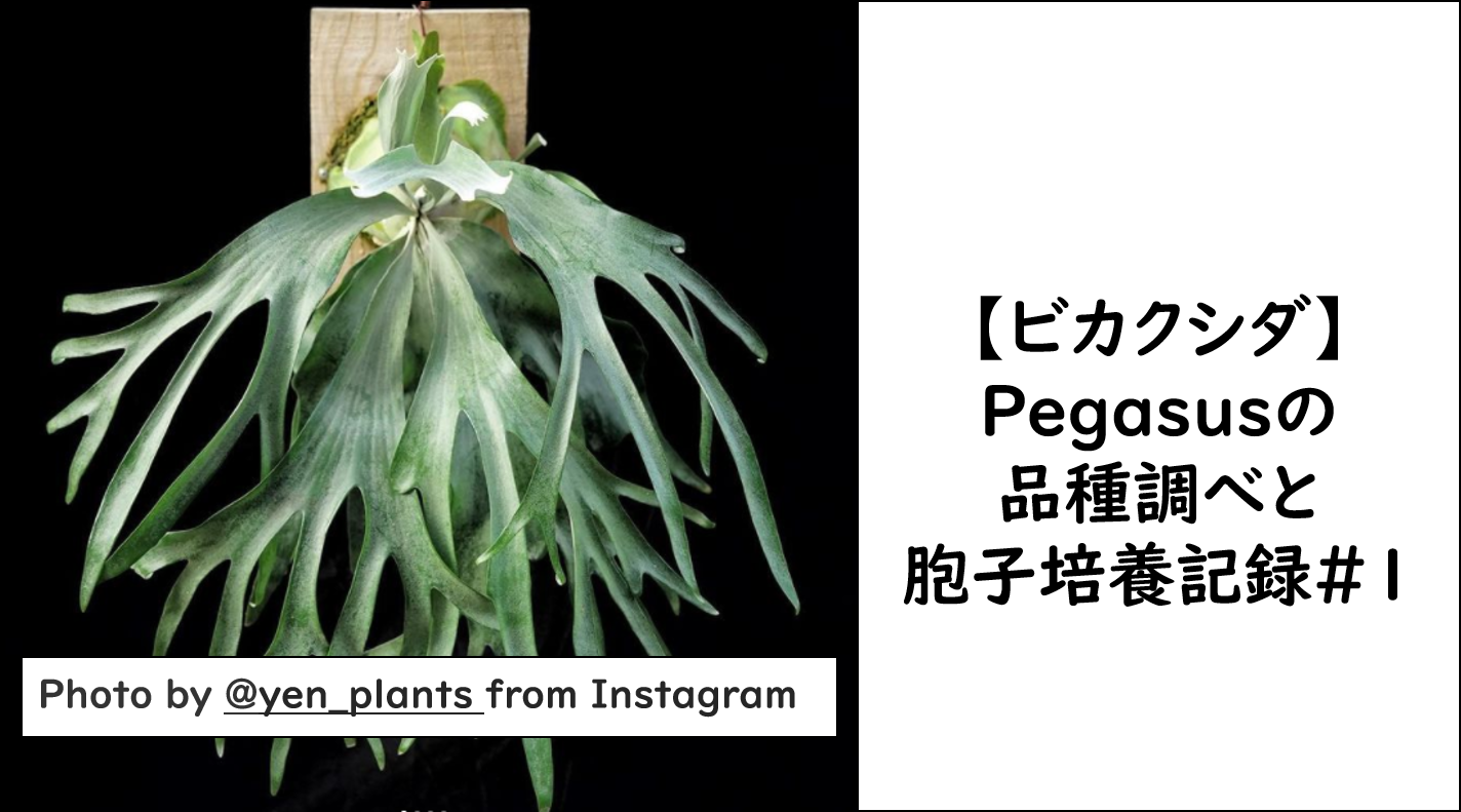 ビカクシダ】 P. Pegasus(ペガサス)という品種調べと胞子培養《2021.8