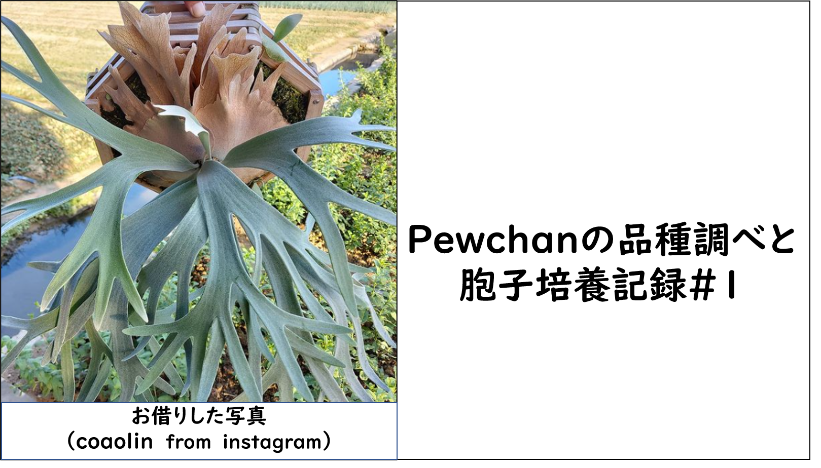 ビカクシダ・ピューチャン（P.pewchan）の品種調べと胞子培養【2021.9 