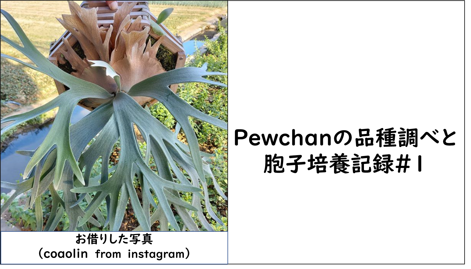 日本売れ筋 ビカクシダ Pewchan#2 子株 植物/観葉植物