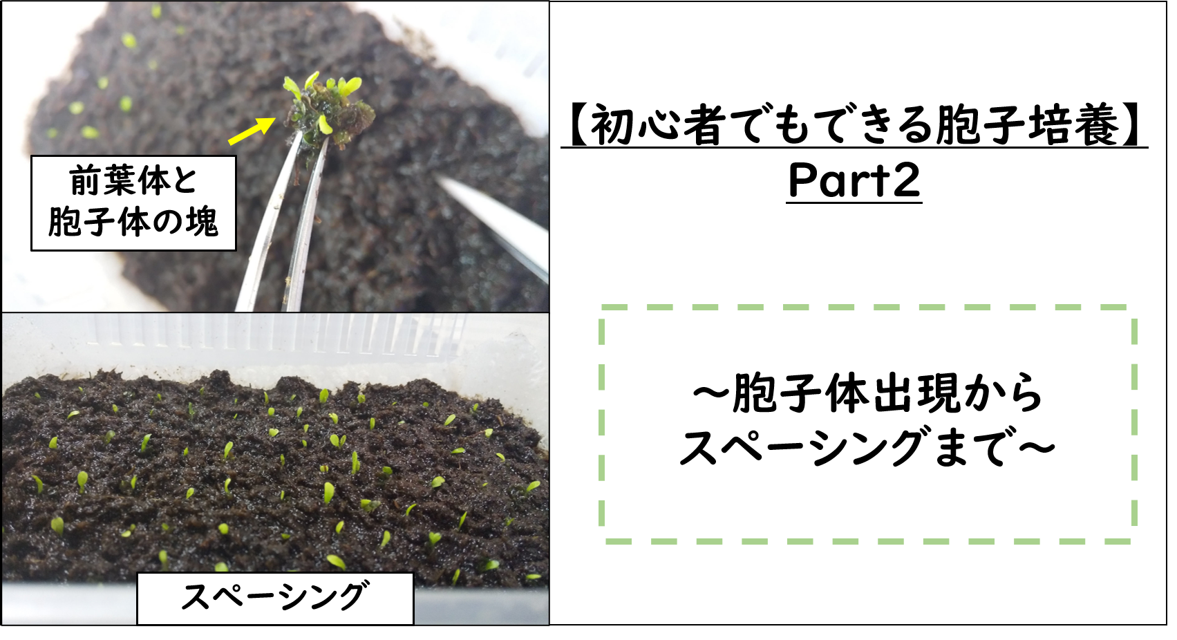 初心者でもできる方法 胞子培養でビカクシダを増やしてみよう 2 40 150日 胞子体出現からスペーシング Green Neo Soul