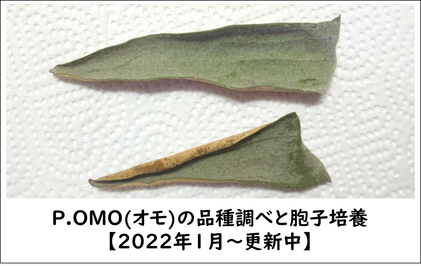 ビカクシダ P.OMO(オモ)の品種調べと胞子培養【2022年１月～更新中 