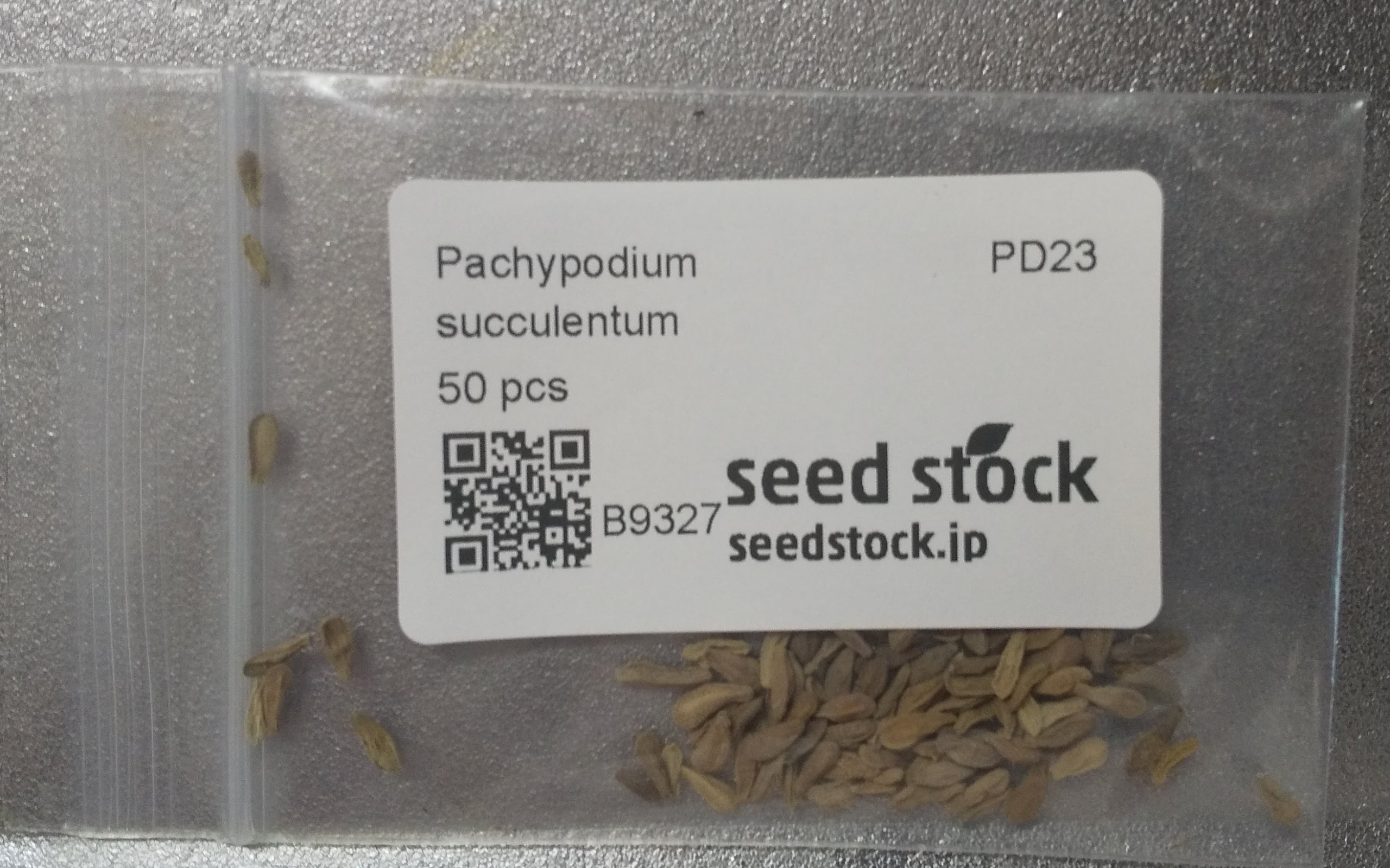 パキポディウム　サキュレンタム　種子　SEEDSTOCK