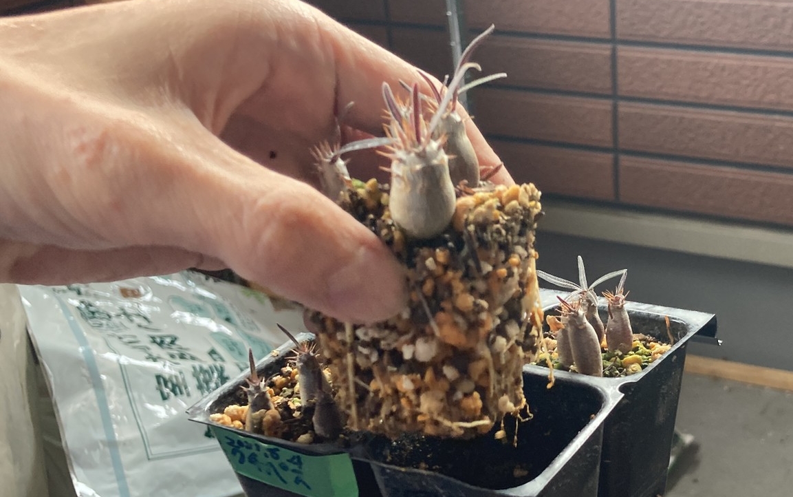 カクチペス　実生　種トレイ　根鉢