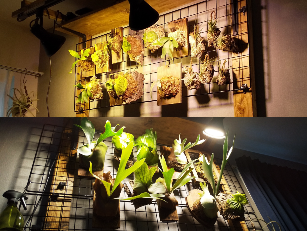 ビカクシダ　植物育成ライト　一年後