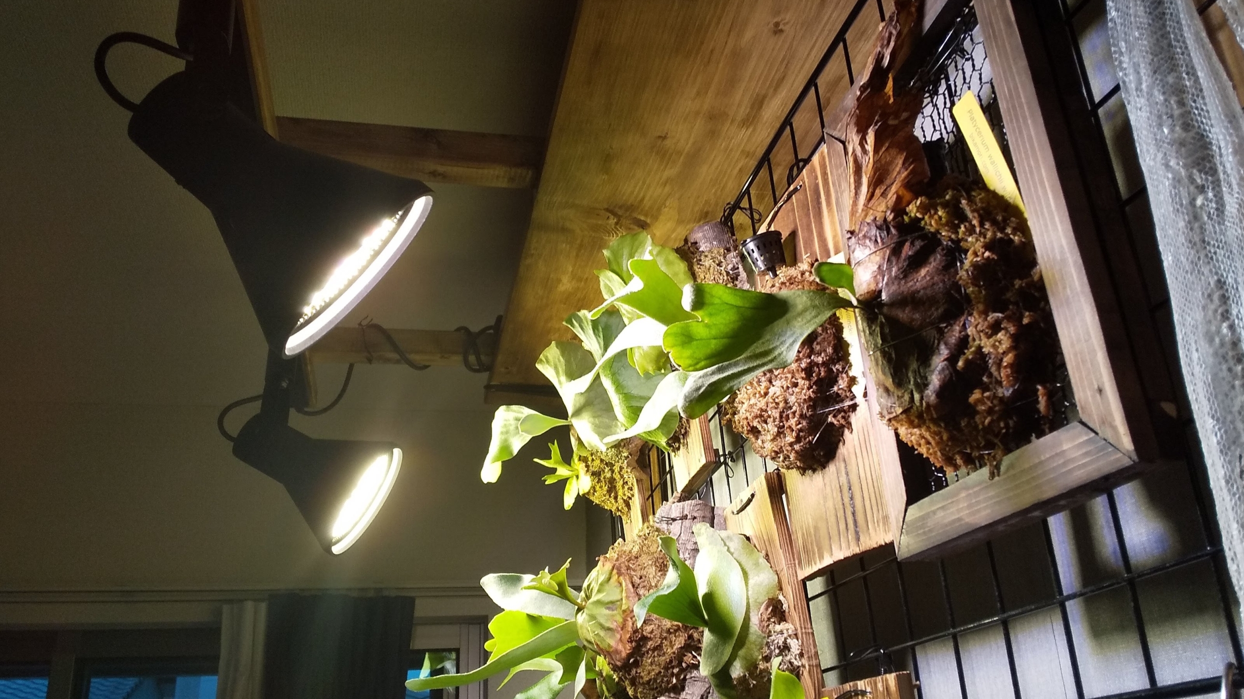 ビカクシダ　屋内　植物育成ライト