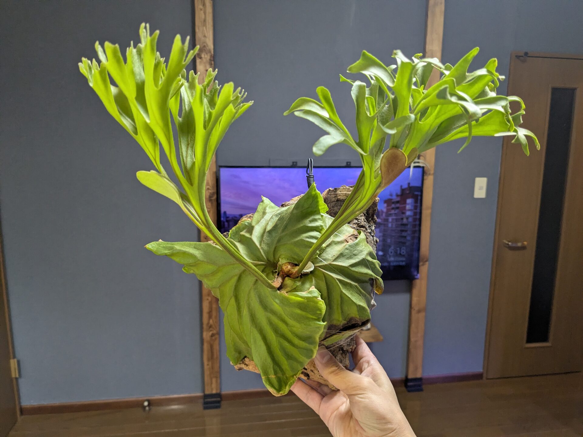 難易度高め？】初心者がビカクシダ子株から1年間育てて難しいと感じた