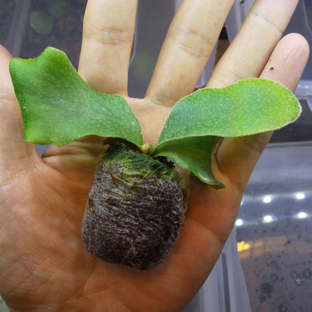 初心者必見】小型ビカクシダ苗（子株・胞子培養株）の育て方・養生方法