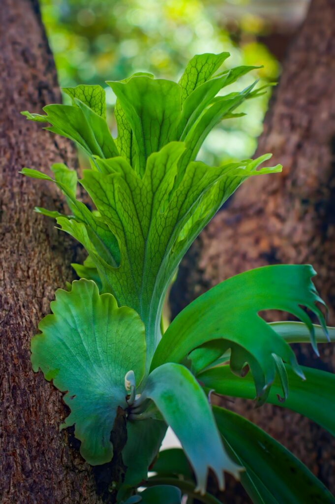 ビカクシダ 15種 ちょいいいやつも - 植物/観葉植物